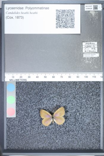 Media type: image;   Entomology 66226